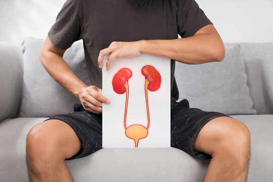 Man holding white paper with pictures of urethra and kidneys.
