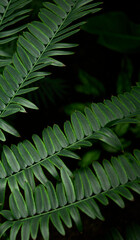Tropical green leaves on background, nature summer forest plant concept.
Creative layout made of tropical leaves. Nature concept.