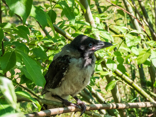 Close-up shot of the juvenile hooded crow (Corvus cornix) with dark plumage with blue and grey eyes sitting on a branch in a tree among green leaves with backlight