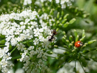 Close-up of the Hercules ant (Camponotus herculeanus) on a white flower outdoors