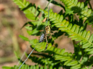 Macro shot of adult, female wasp spider (Argiope bruennichi) with yellow and black markings on its abdomen hanging on orb web with its prey caught and wrapped before being eaten