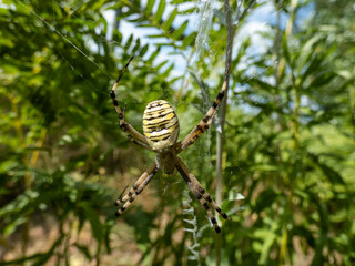 Macro shot of adult, female wasp spider (Argiope bruennichi) showing striking yellow and black markings on its abdomen hanging on spiral orb web among vegetation