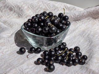 Close-up shot of perfect ripe blackcurrants (ribes nigrum) on the white tablecloth and in the glass bowl in bright sunlight. Healthy snack