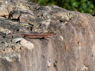 Viviparous lizard or common lizard (Zootoca vivipara) with detached tail sunbathing in the brigth sun on rock. Detailed view of head and eye