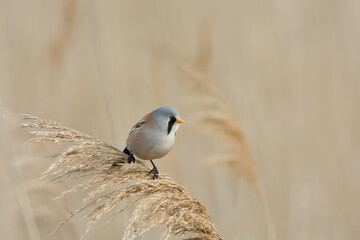 bearded reedling male Panurus biarmicus