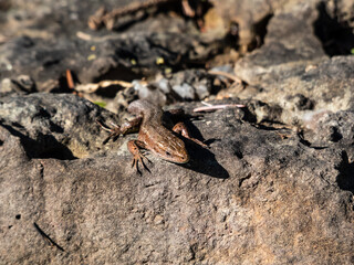 Viviparous lizard or common lizard (Zootoca vivipara) with detached tail sunbathing in the brigth sun on rock. Detailed view of head and eye