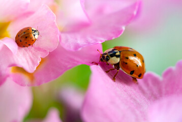 red ladybug on primrose flower, ladybird creeps on stem of plant in spring in garden in summer