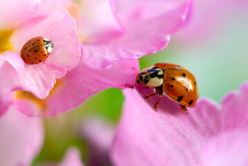 red ladybug on primrose flower, ladybird creeps on stem of plant in spring in garden in summer