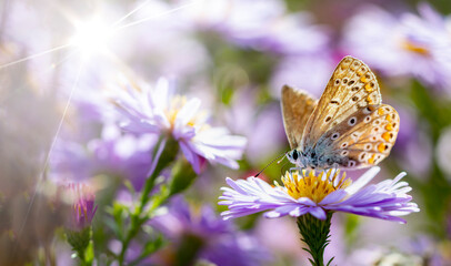 Aster flower with butterfly. Beautiful nature summer background. (Symphyotrichum novi-belgii) (Pararge aegeria)
