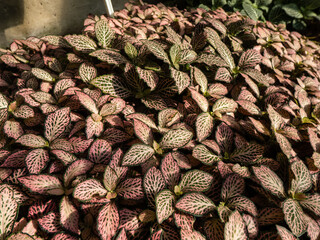 Obraz premium Macro shot of multicolored foliage of the Nerve plant - fittonia 'Pink Crinkle'. Distinctive plant with dark green leaves which have colored pink and white veins