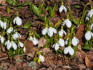 Close-up of snowdrops (Galanthus fosteri) in full bloom growing in garden in bright sunlight in early spring