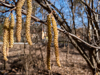 Macro shot of long, male yellow catkins of the hazelnut tree hanging on bare branches in bright sunlight. Hazelnuts in bloom in spring
