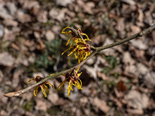 Close-up of the hybrid witch hazel (hamamelis intermedia) flowering with yellow and orange twisted petals on bare stems in spring