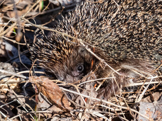 Close-up shot of the adult European hedgehog (Erinaceus europaeus) with focus on face and eye in spring awaken after winter. Beautiful animal and forest scenery