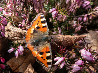 Macro shot of the small tortoiseshell (Aglais urticae) is reddish orange butterfly with black and yellow markings and a ring of blue spots around the edge of the wings