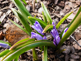 Macro shot of Bossier's glory-of-the-snow or Lucile's glory-of-the-snow (Scilla luciliae - chionodoxa gigantea) Valentine Day lilac-pink buds appearing in the spring from the ground