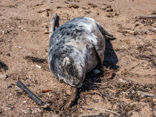 Close-up of the grey seal pup (Halichoerus grypus) with closed eyes and soft, grey silky fur with dark spots resting on the yellow sand in bright sunlight on the beach of the Baltic sea