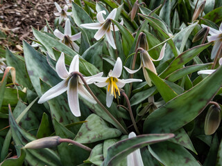Close-up shot of the white fawnlily, white trout lily, adder's tongue or yellow snowdrop...