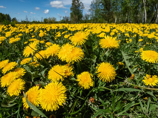 Obraz premium Macro shot of bright yellow dandelions (Lion's tooth) flowering in the big field of flowers with green grass and yellow dandelions with horizon and blue sky
