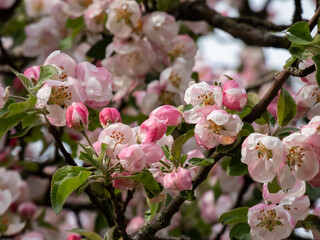 White and pink buds and blossoms of apple tree flowering in an orchard in spring. Branches full with flowers with open and closed petals. Floral scenery