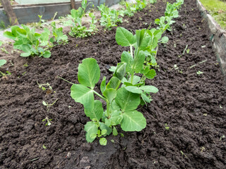 Close-up shot of a small Sweet green pea (pisum) sprouts or seedlings growing in a soil in a vegetable garden in spring. Concept of growing vegetables