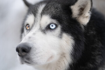 Muzzle of a Siberian Husky breed dog with multi-colored eyes close-up.