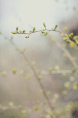 Close up plant buds in early spring concept photo. Garden and park. Front view photography with blurred green nature background. High quality picture for wallpaper, travel blog, magazine, article