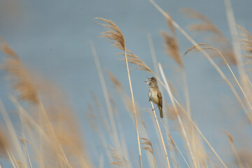 Great reed warbler Acrocephalus arundinaceus

