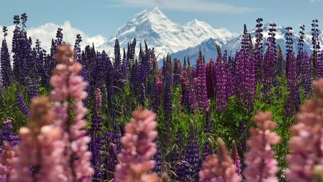 Lupine flower field on shore of glacier lake Pukaki with view of Mount Cook
