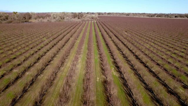 aerial pullout over almond trees near modesto california in the san joaquin valley