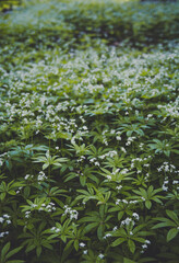 Close up blossoming woodruff herbs concept photo. Medicinal plants meadow. Front view photography with blurred background. High quality picture for wallpaper, travel blog, magazine, article