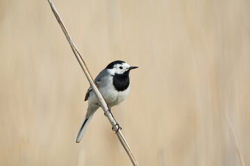 Obraz premium White wagtail Motacilla alba 