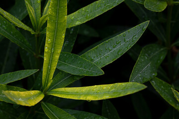 Raindrops on oleander leaf after a rain. Water drops on fresh green leaves. Natural blurred the background.