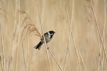 reed bunting, emberiza schoeniclus