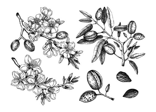 Almond vector set. Botanical spring illustrations. Hand-drawn healthy food drawings. Nut trees sketches collection. Vintage design with blooming branches, flowers, nuts, leaves.