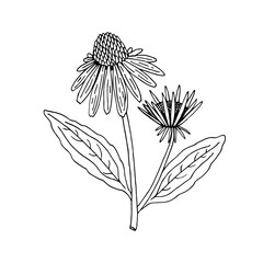 Echinacea purpurea herb. Purple flowers and leaves. Aurvedic and Medical  immunostimulant plant. Hand drawn vector sketch illustration isolated on white background.
