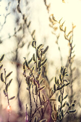 Close up pussy willow flowers growing concept photo. Furry catkins in spring. Front view photography with blurred background. High quality picture for wallpaper, travel blog, magazine, article