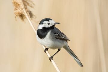 White wagtail Motacilla alba
