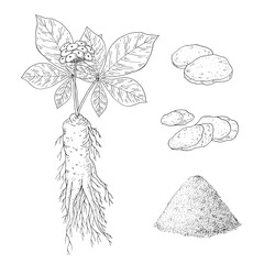 Ginseng set. Panax. Root, berries, leaves, whole plant. Chinese medicine herb. Hand drawn vector illustration.