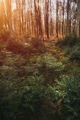 Reforestation after clearing in coniferous forest. Tree nursery. Young natural forest. Concept of sustainable future.