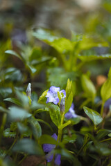 Close up gentian flowering plant with dew drops concept photo. Garden after rain. Front view...
