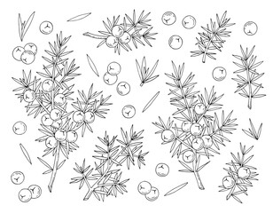 Juniper berries on a branch with green leaves. Vector hand drawing isolated on a white background.