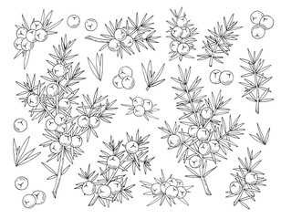 Juniper berries on a branch with green leaves. Vector hand drawing isolated on a white background.