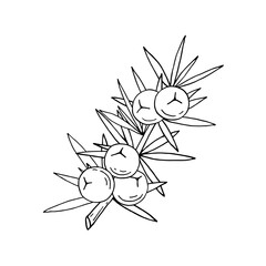 Juniper berries on a branch with green leaves. Vector hand drawing isolated on a white background.