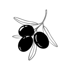 Branch olive tree. Black and white outline silhouette. Vector illustration.