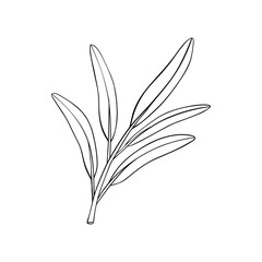 Branch olive tree. Black and white outline silhouette. Vector illustration.