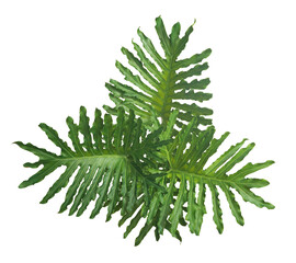 Green Philodendron leaves on isolated thansparent background © NOPPHACHAI
