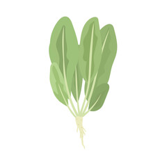 Fresh spinach leaves, healthy organic vegetarian food. Culinary green plant. Cartoon flat vector illustration.