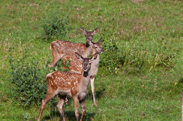 The Red Deer (Cervus elaphus) in Poland