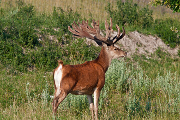 The Red Deer (Cervus elaphus) in Poland